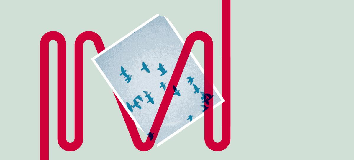 Een postkaart met vliegende vogels op een groene achtergrond met een rode lijn.