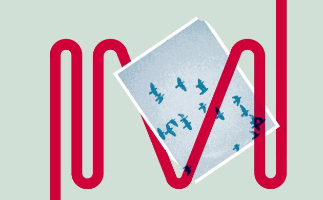 Een postkaart met vliegende vogels op een groene achtergrond met een rode lijn.